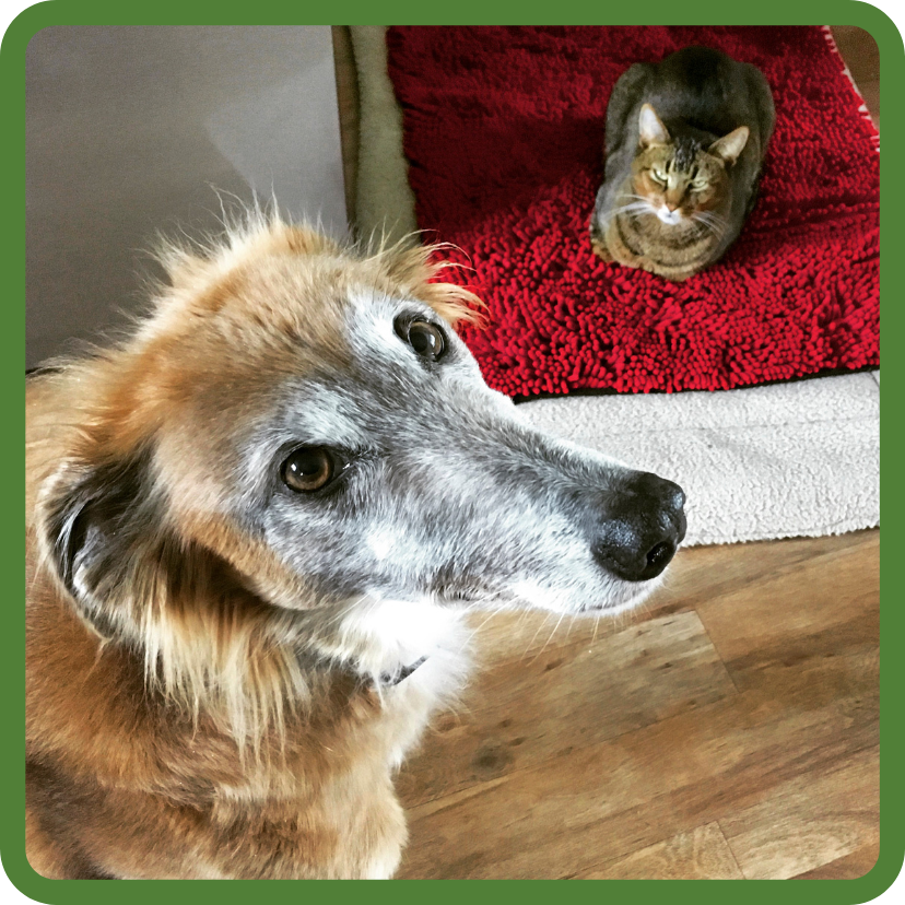 Pampered pets - Afghan hound mix and brown tabby hanging out inside home.