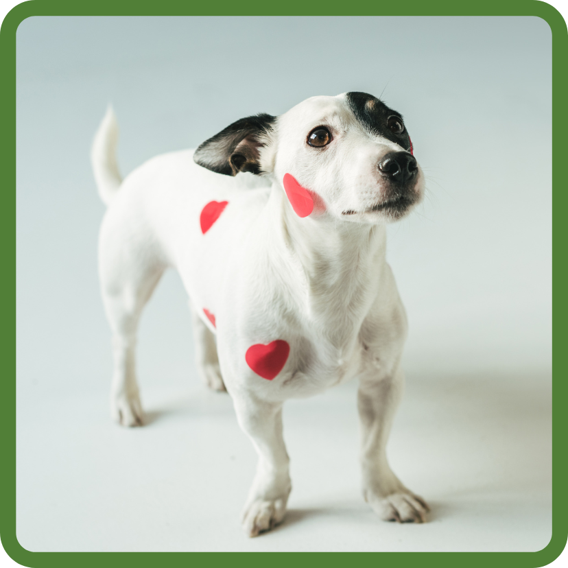 Cute Jack Russell Terrier with red heart appliques on body.