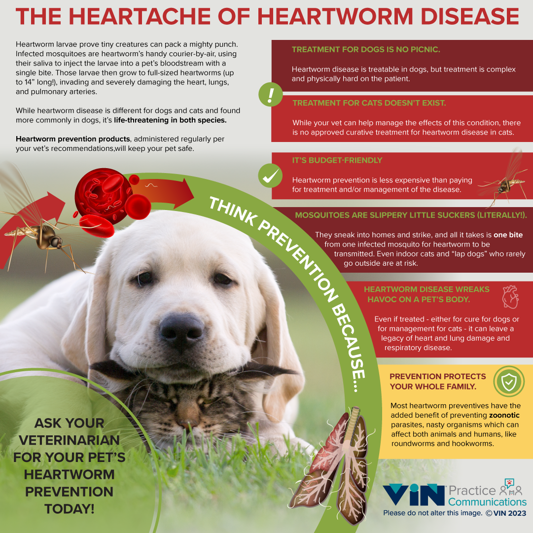 Infographic: The Heartache of Heartworm Disease.