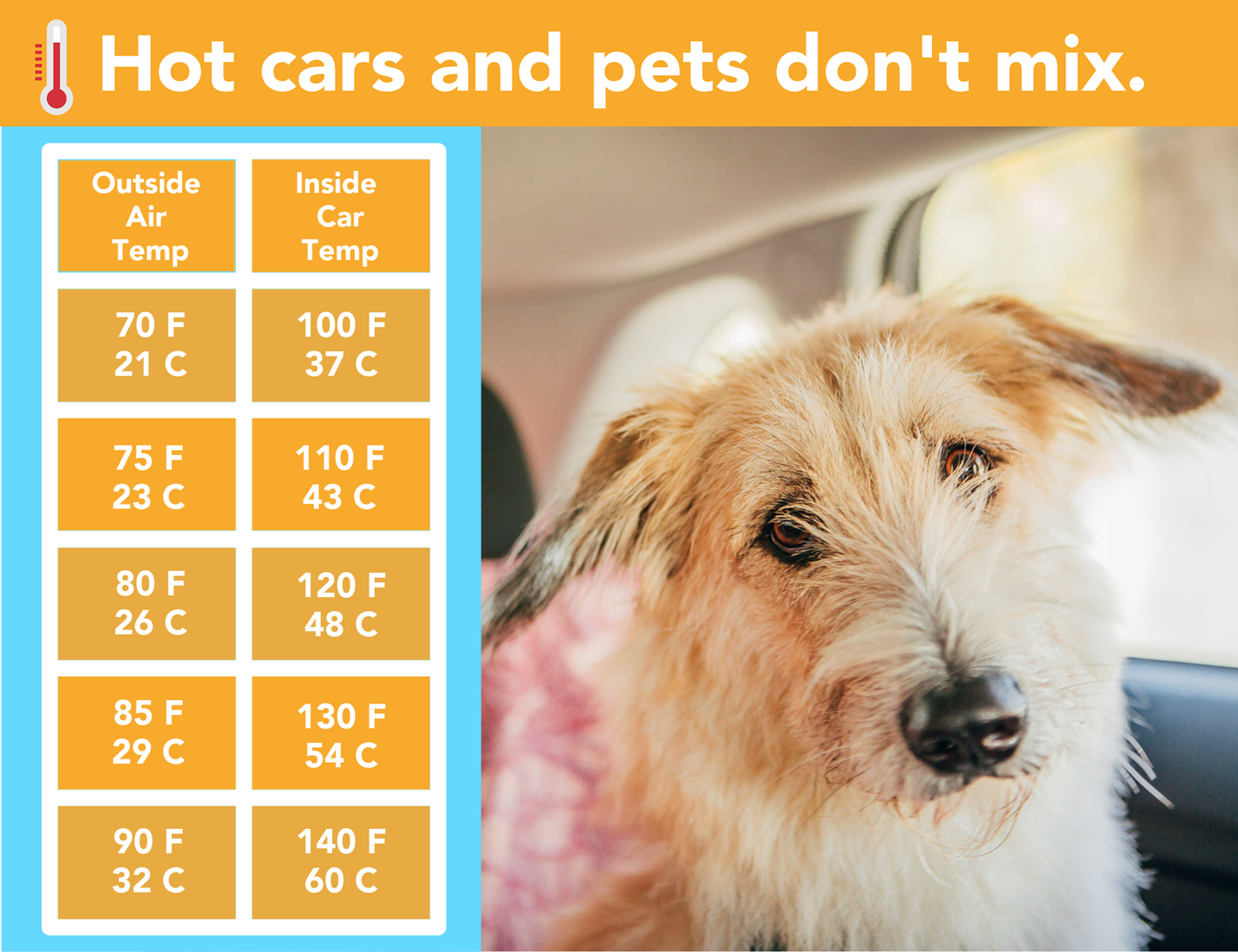 Hot cars and pets don't mix graphic